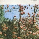 Gânduri despre poezia Anei Blandiana